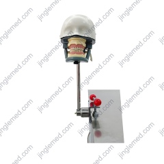Height-Adjustable Storable Dental Training Head - JG-C5