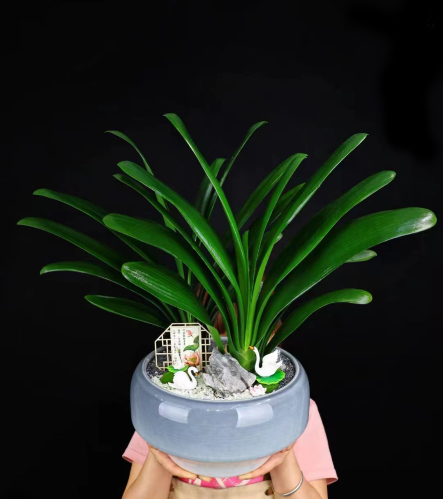 Feng shui plant Jun Zi Lan (Clivia miniata)
