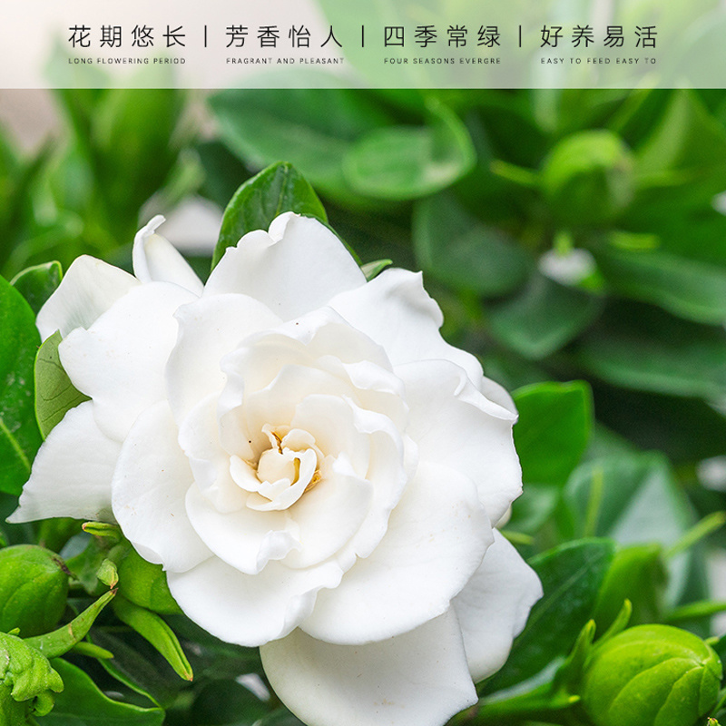 Gardenia jasminoides
