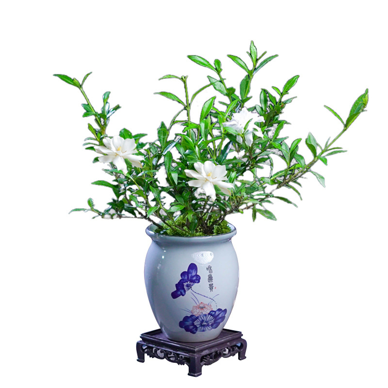 Gardenia jasminoides