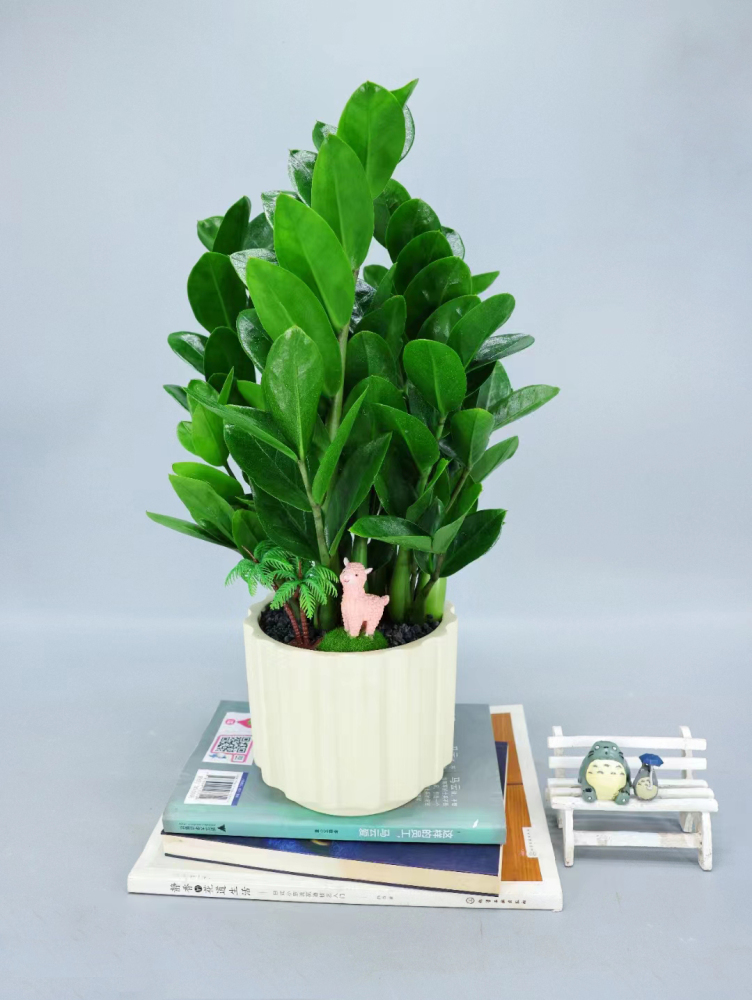 Feng shui plant Zamioculcas zamiifolia Money Plant