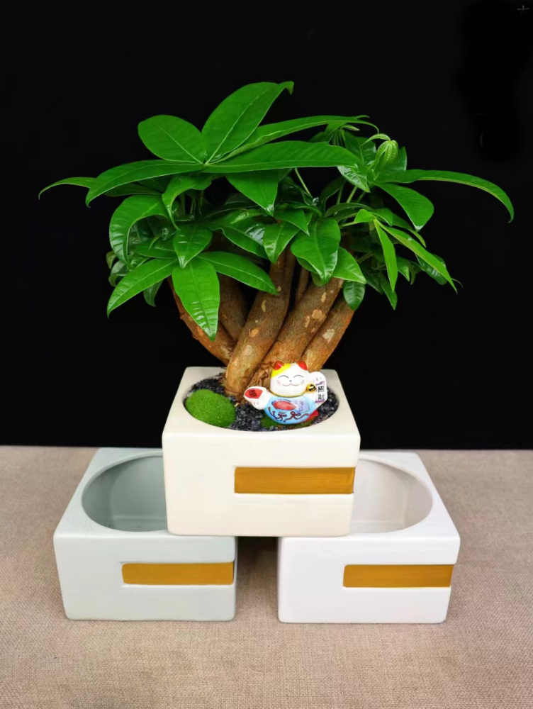 Feng Shui Plant Money Tree ，Living Plants