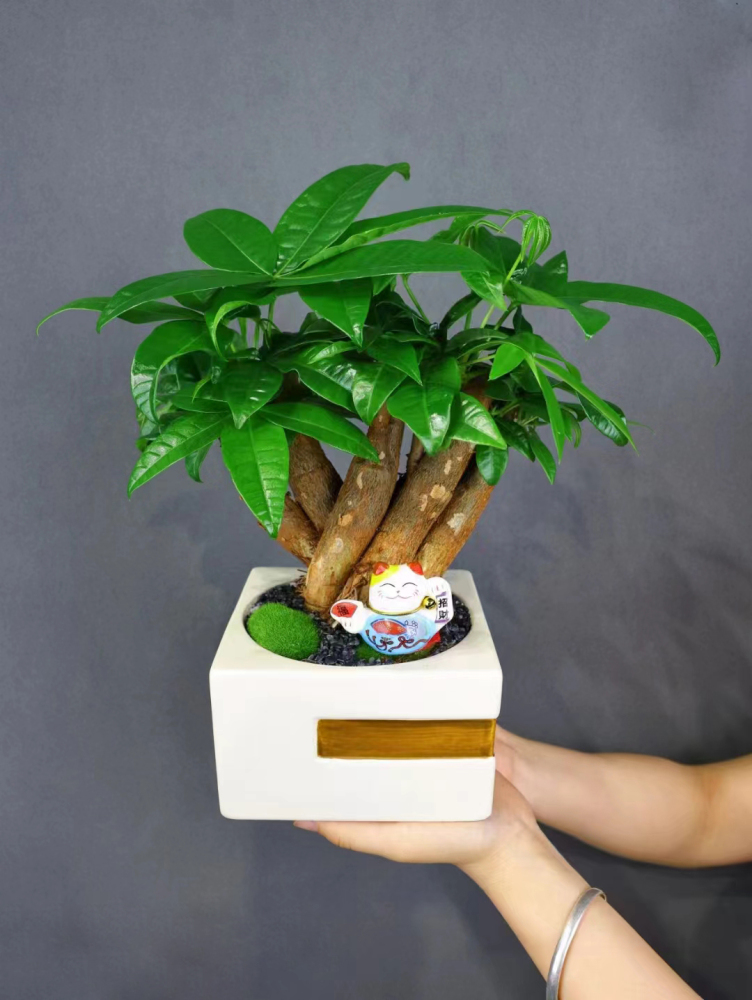 Feng Shui Plant Money Tree ，Living Plants