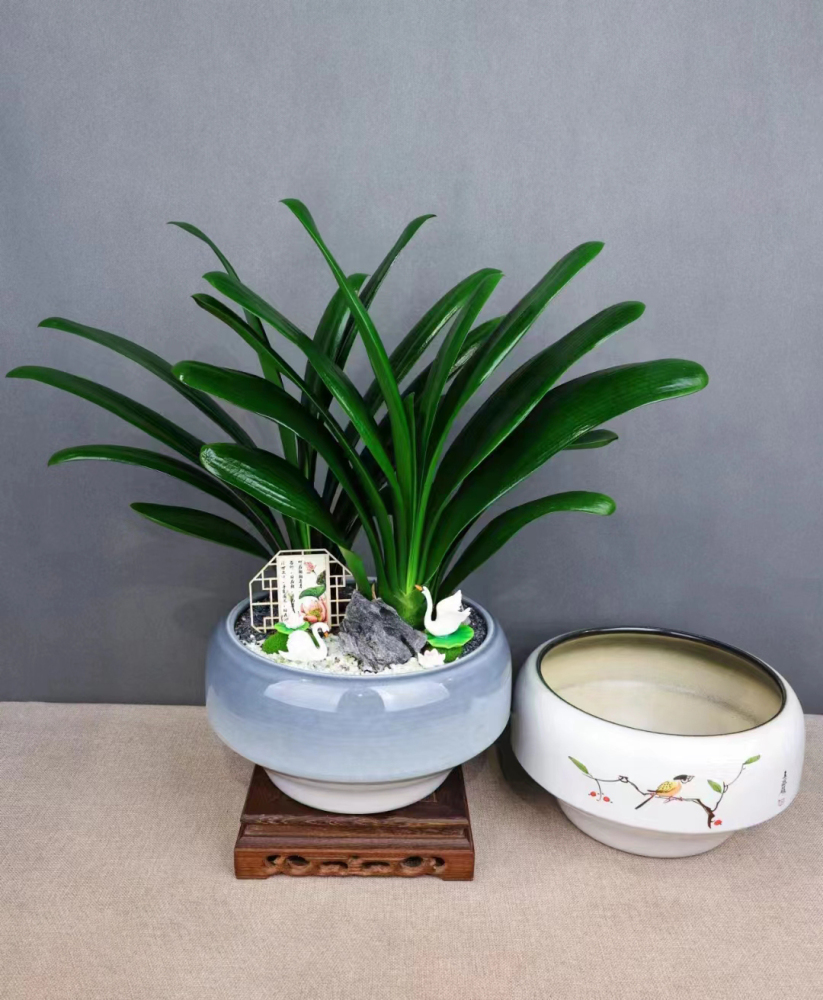 Feng shui plant Jun Zi Lan (Clivia miniata)