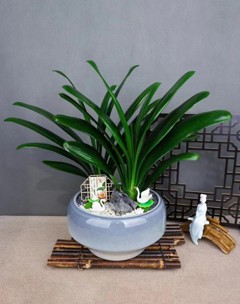 Feng shui plant Jun Zi Lan (Clivia miniata)
