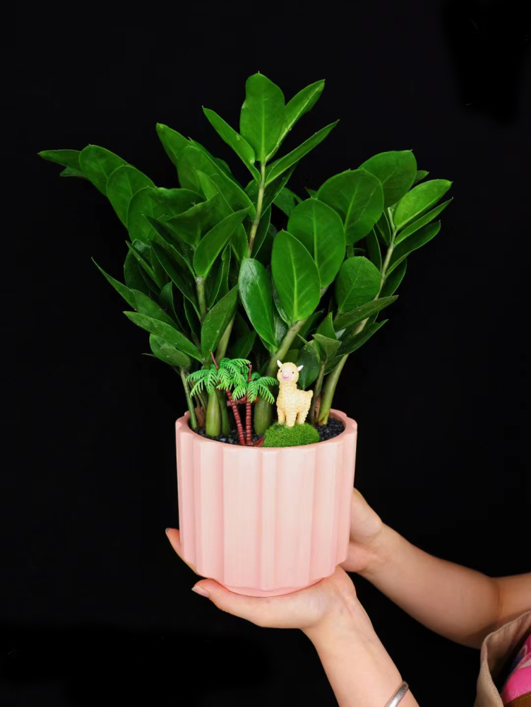 Feng shui plant Zamioculcas zamiifolia Money Plant
