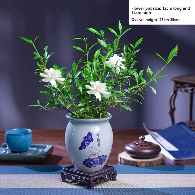Gardenia jasminoides