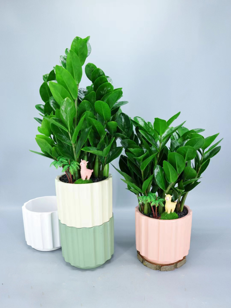 Feng shui plant Zamioculcas zamiifolia Money Plant