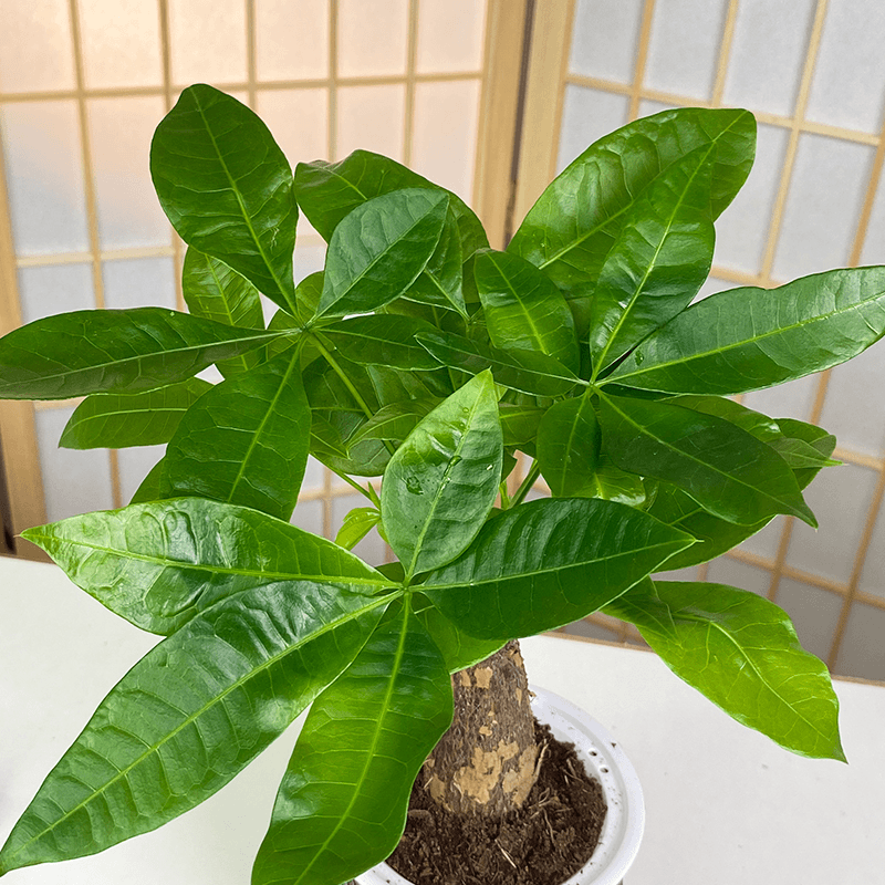 Money Tree for Dog Zodiac