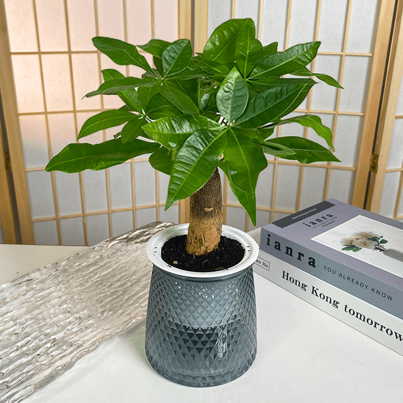 Money Tree for Dog Zodiac