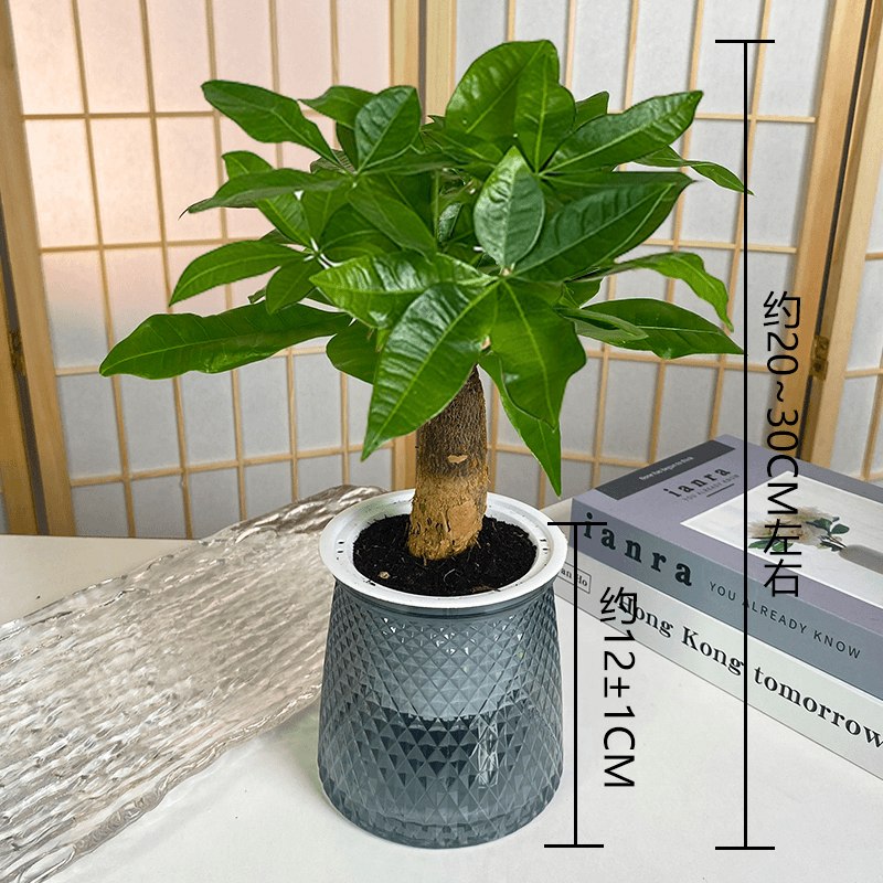 Money Tree for Dog Zodiac