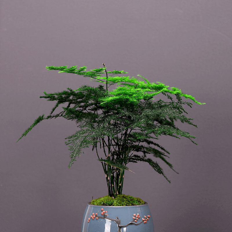 Wen Zu