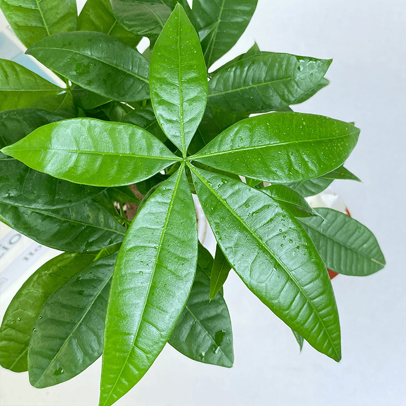 Money Tree for Dog Zodiac