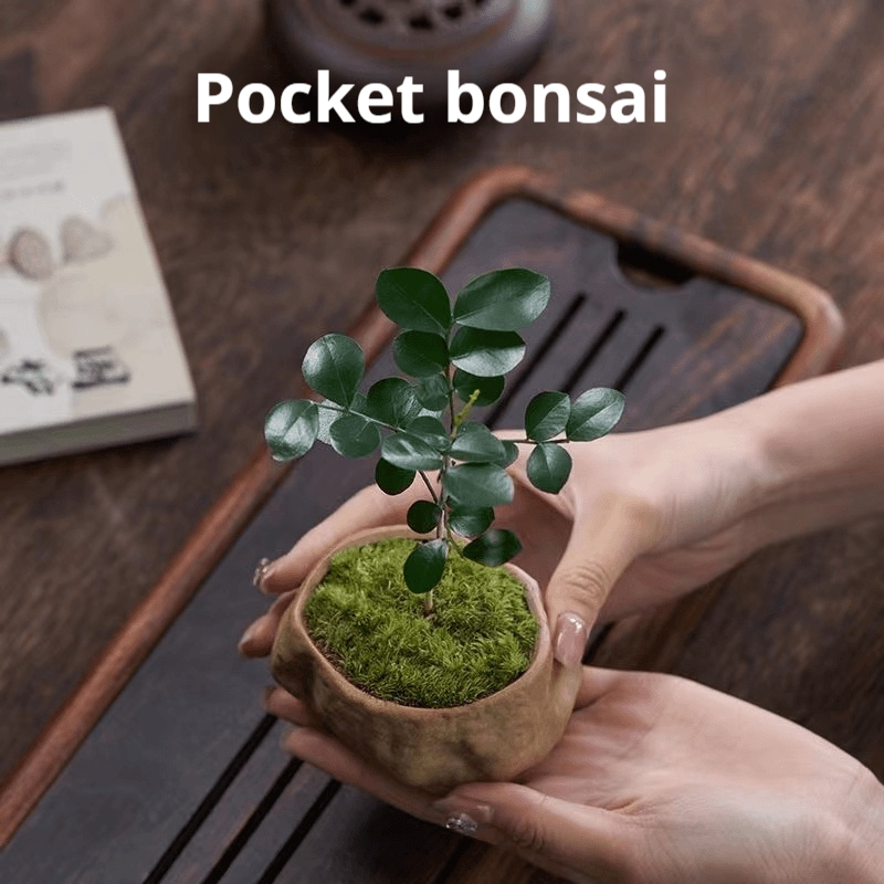 Murraya indoor plant real indoor plant suitable for office, home, bedroom, study room, small stone flower pot and moss