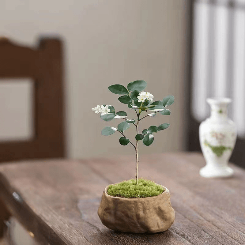 Murraya indoor plant real indoor plant suitable for office, home, bedroom, study room, small stone flower pot and moss