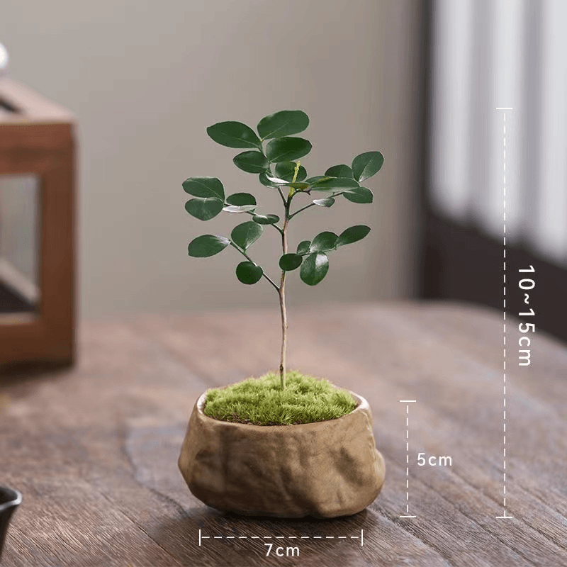 Murraya indoor plant real indoor plant suitable for office, home, bedroom, study room, small stone flower pot and moss