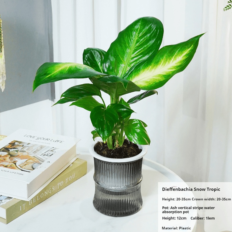 Dragon Zodiac Plant Wan Nian Qing/Dieffenbachia