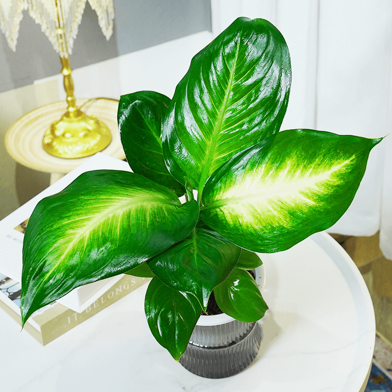 Dragon Zodiac Plant Wan Nian Qing/Dieffenbachia