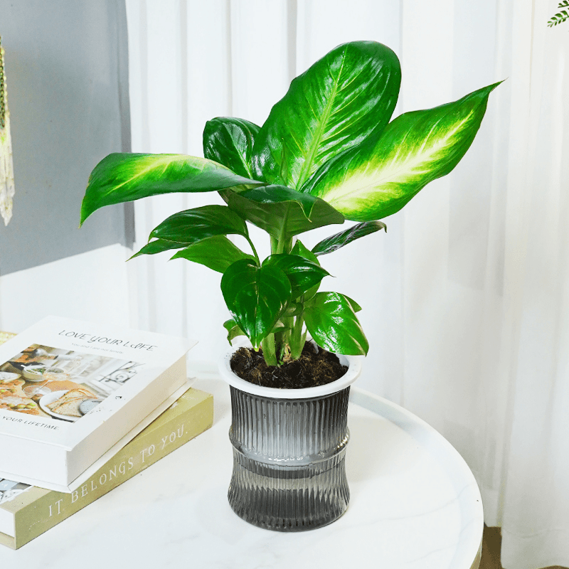 Dragon Zodiac Plant Wan Nian Qing/Dieffenbachia