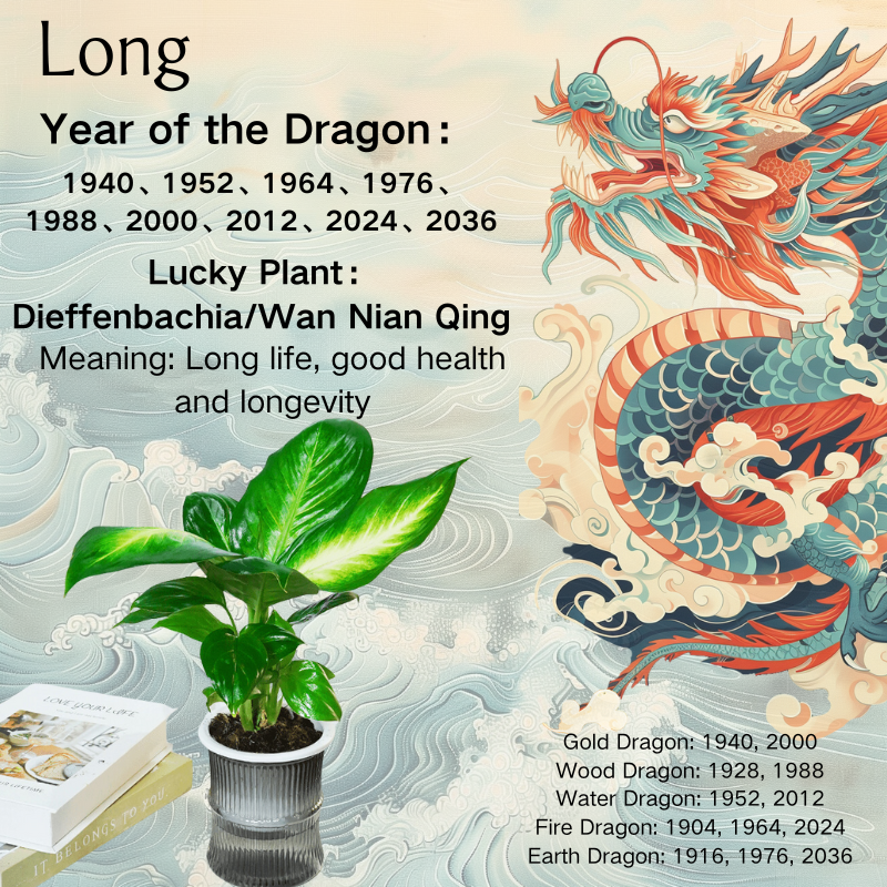 Dragon Zodiac Plant Wan Nian Qing/Dieffenbachia