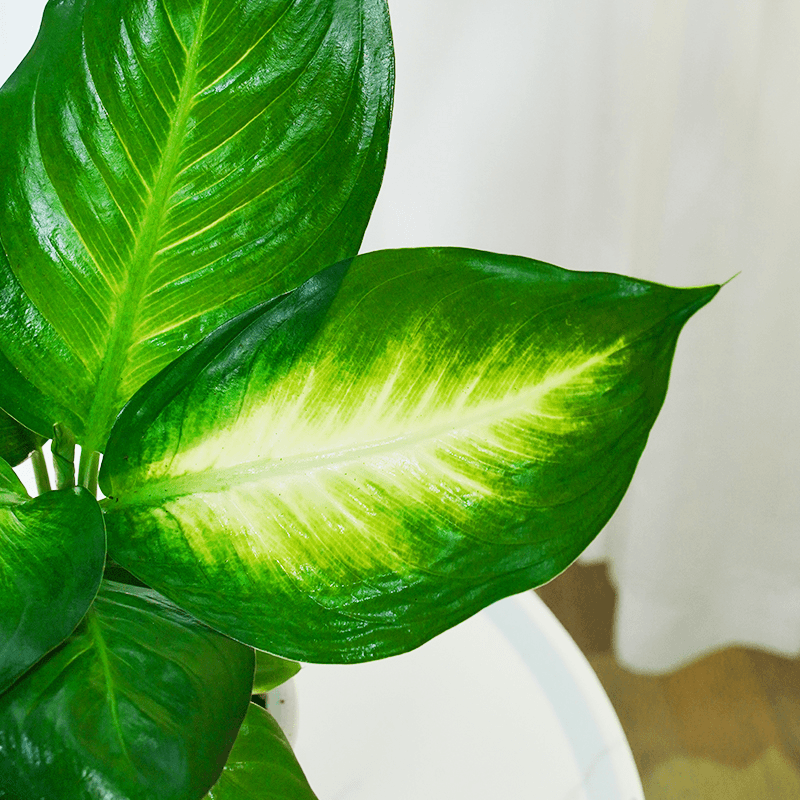 Dragon Zodiac Plant Wan Nian Qing/Dieffenbachia