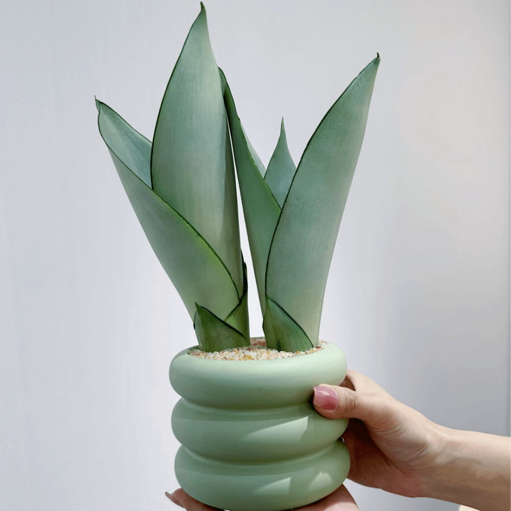 白玉虎皮兰-虎