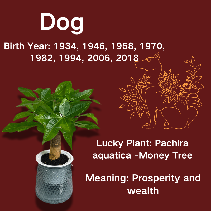 Pachira aquatica 'Money Tree' 12 cm pot - Indoor Plant - Evergreen Air Purifying Plant - Live Plant.Dog Zodiac
