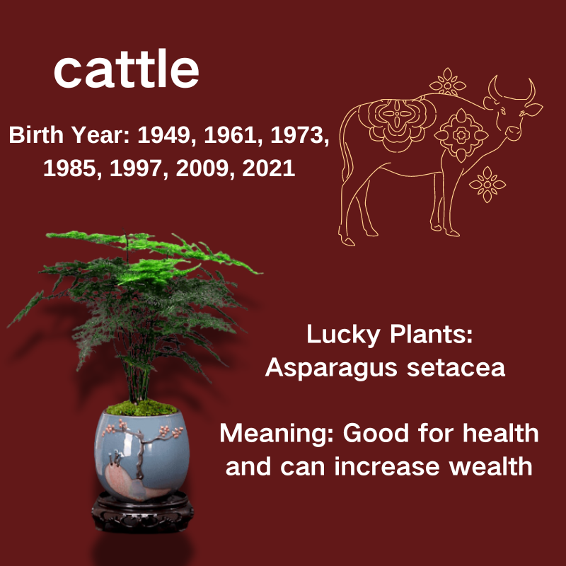 Asparagus setacea Plumosus Common Lace Fern Live Indoor Houseplant in 10cm Pot. Cattle Zodiac.