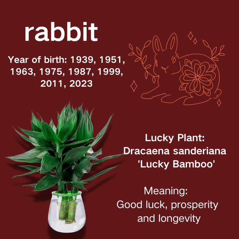 Dracaena sanderiana 'Lucky Bamboo'.Rabbit Zodiac.