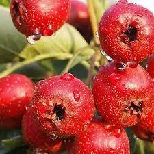 Hawthorn Fruit Extract