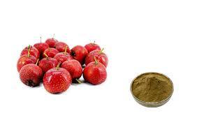 Hawthorn Fruit Extract