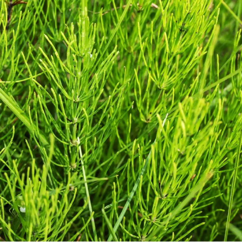Horsetail Extract