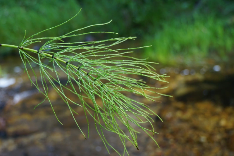 Horsetail Extract