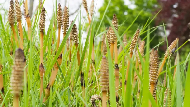 Horsetail Extract