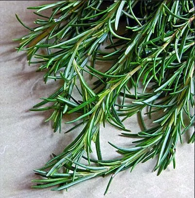 Horsetail Extract