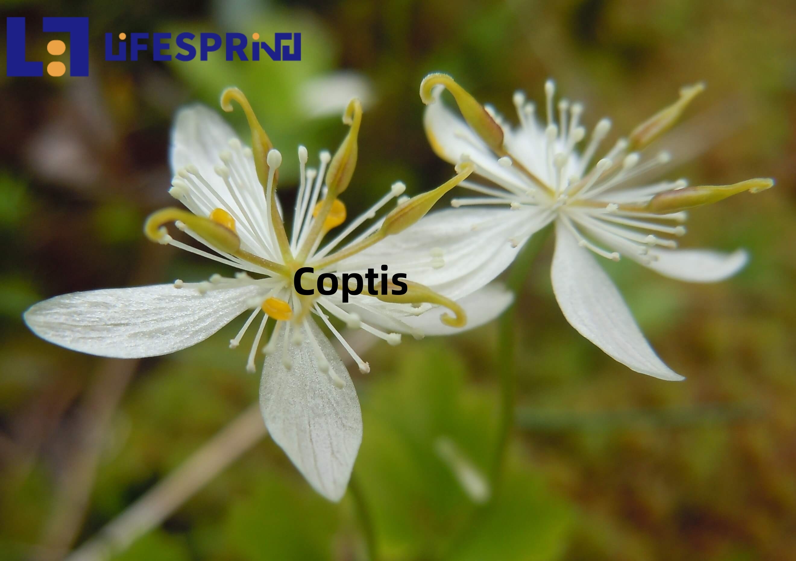 Coptis (Huang Lian)