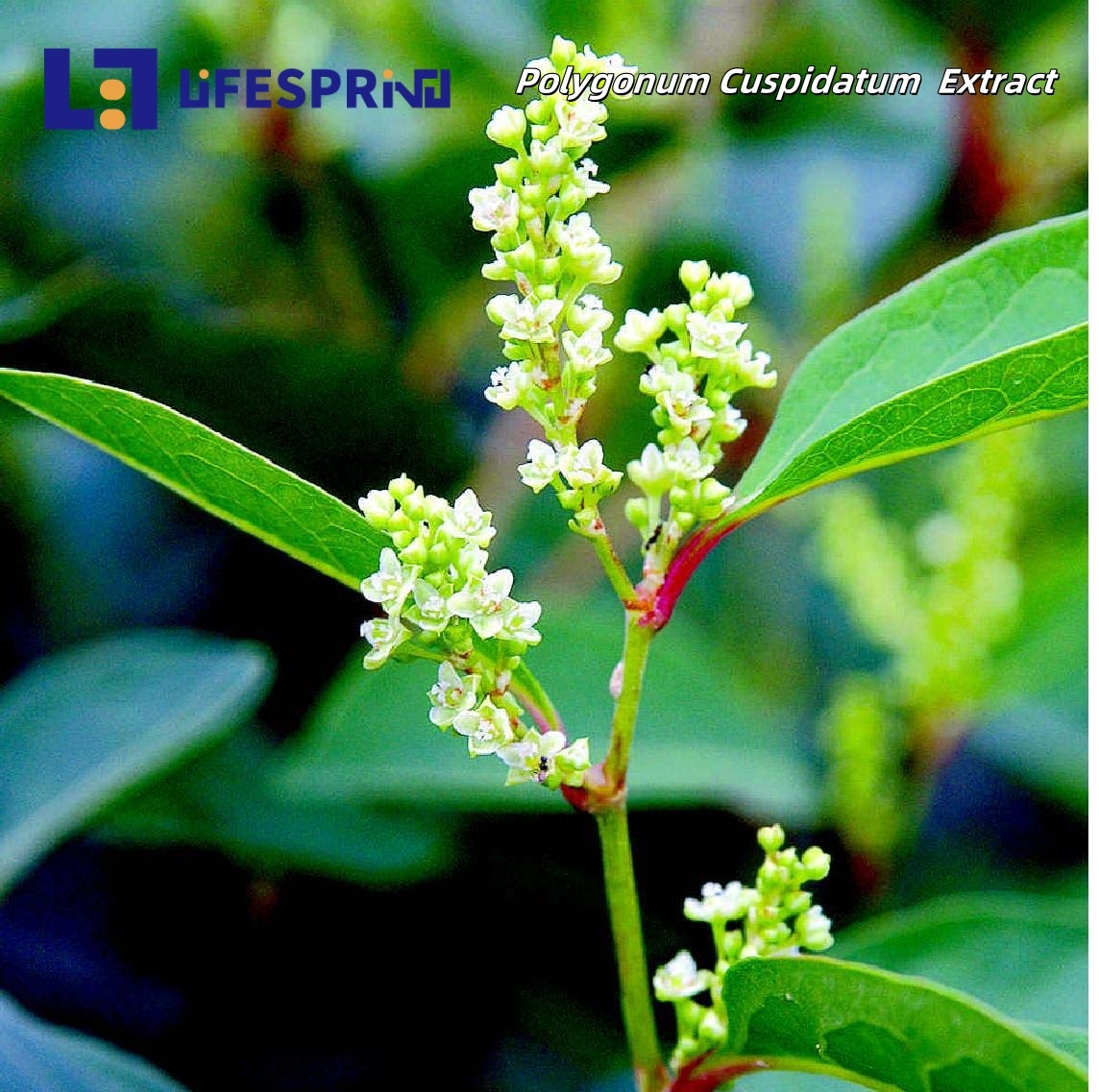 Resveratrol (Polygonum Cuspidatum root Extract)