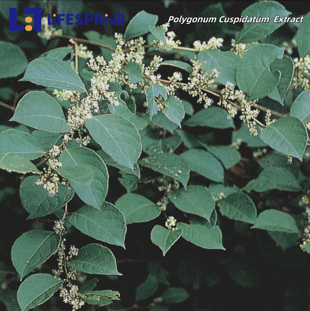 Resveratrol (Polygonum Cuspidatum root Extract)