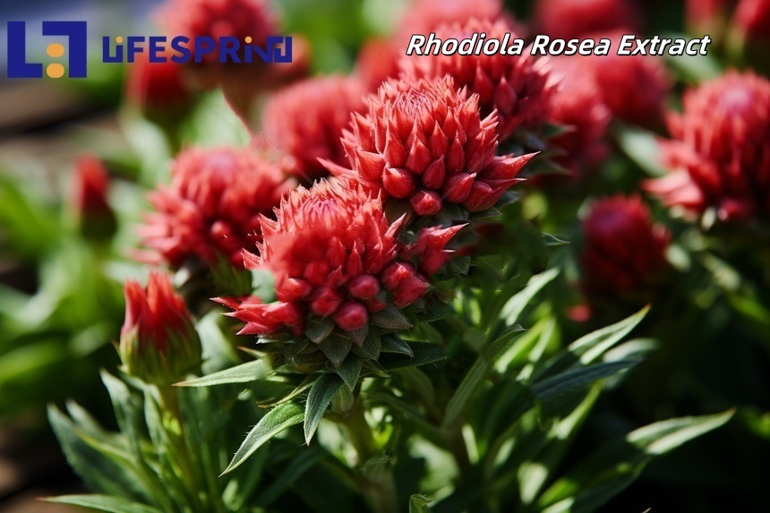 Rhodiola Rosea