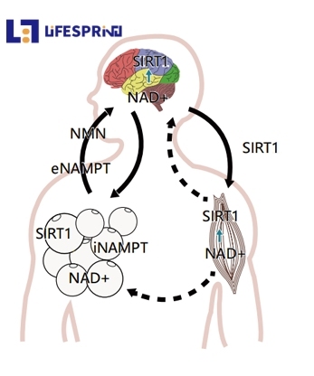 Liposomal NMN
