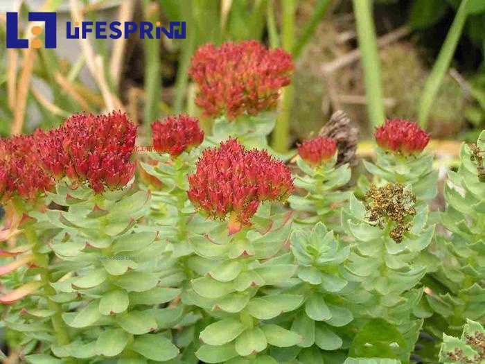 Rhodiola Rosea