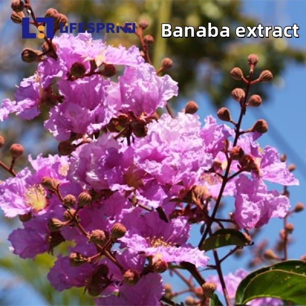 Banaba Extract
