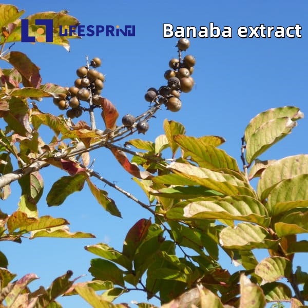 Banaba Extract