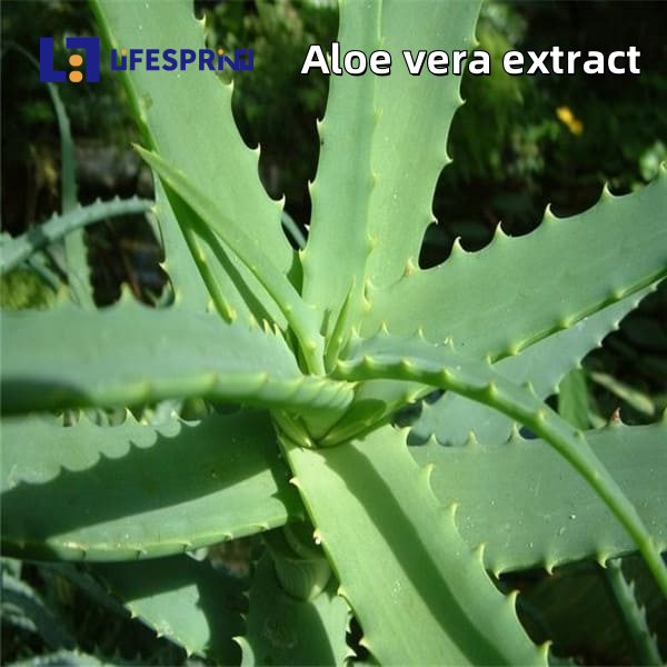 ALOE VERA Extract (GHRITKUMARI)