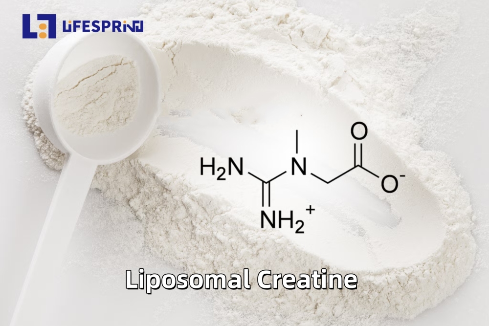 Liposomal Creatine