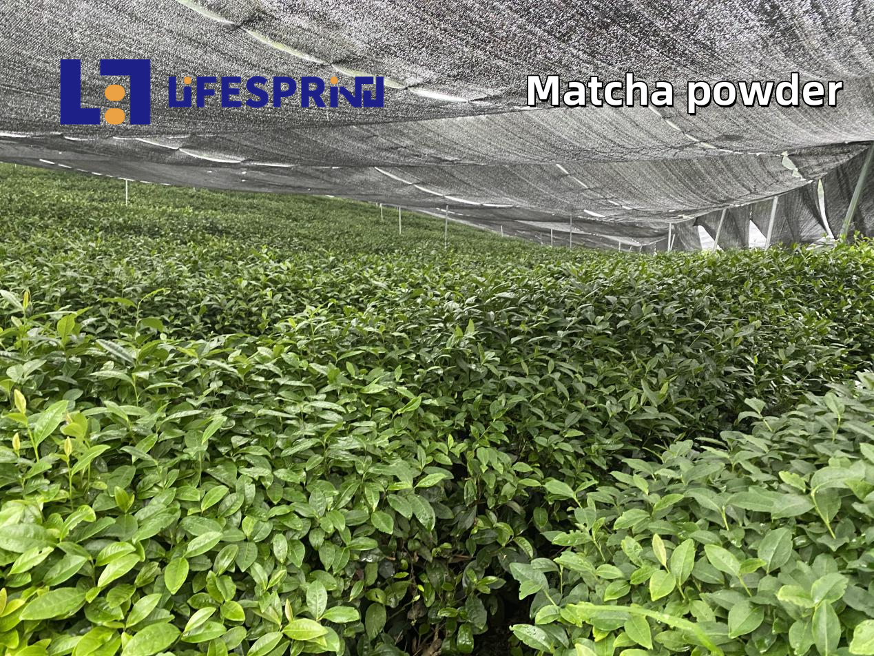 Matcha Power
