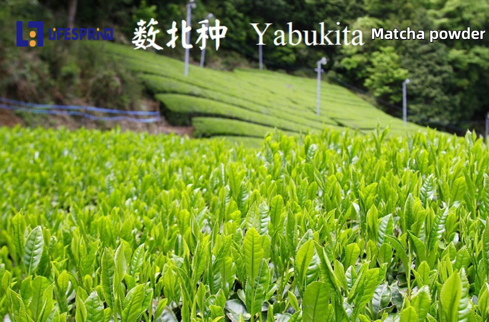 Matcha Power