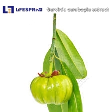 GARCINIA CAMBOGIA (VILAYATI IMLI)
