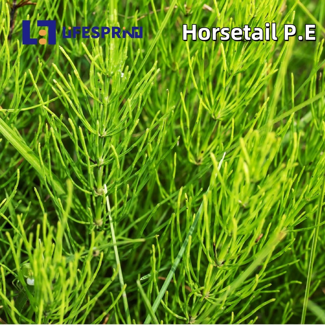 Horsetail Extract