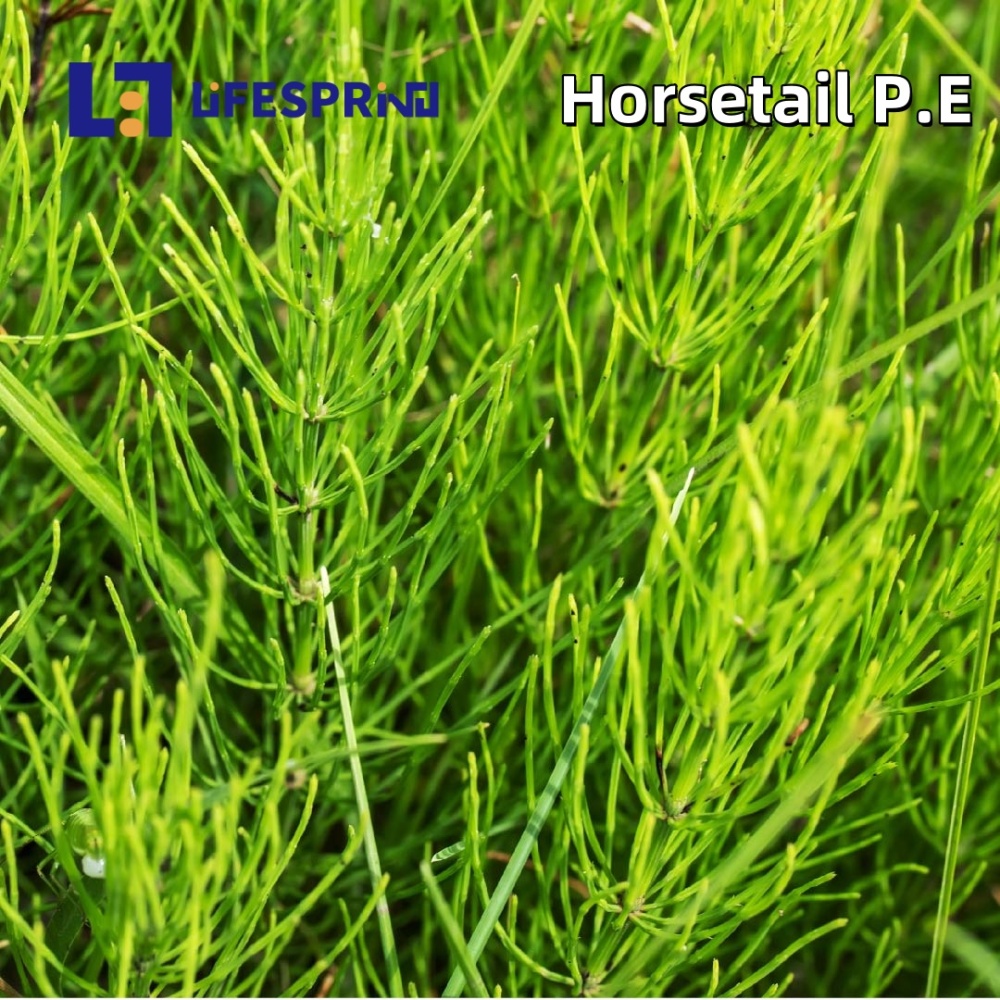 Horsetail Extract